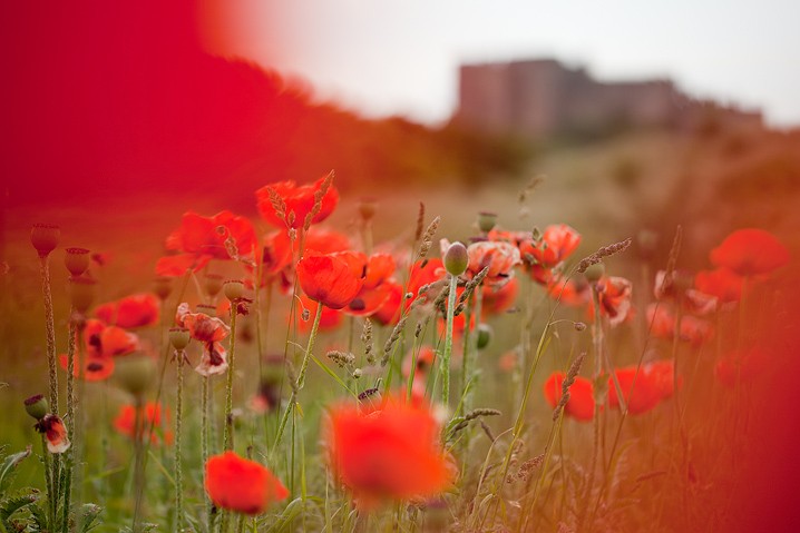 Poppies Klatschmohn Papaver rhoeas